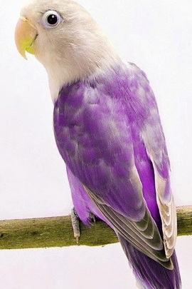 Solitude in Color: The Lonely Bird