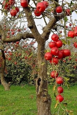 ต้นแอปเปิ้ล