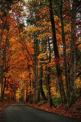 Autumn Serenity in Forest Park 🍂🌳