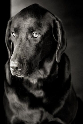 Black Dog Wallpaper Download To Your Mobile From Phoneky