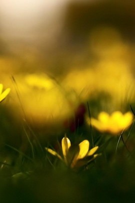 흐릿한 노란색 꽃