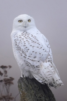 Majestic White Owl in the Mist 🌫️🦉