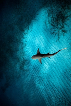 Shadows Beneath the Waves 🌊🦈