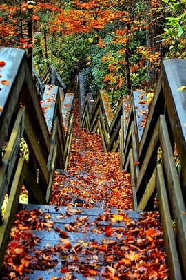 Enchanted Autumn Pathway 🍂✨