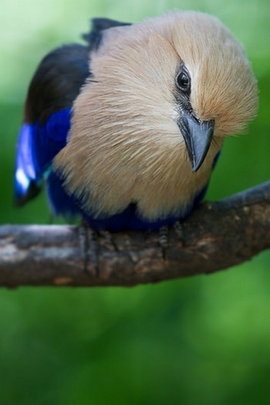 Solitude in Feathers: The Lonely Bird