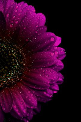 Pink Gerbera
