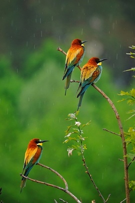 Tropical Symphony: The Paradise Birds