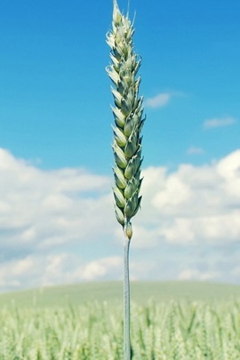 小麦のフィールドIPhone 6の壁紙