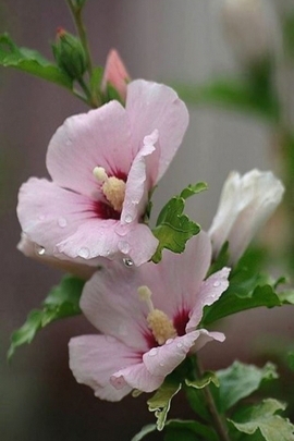 वसंत के फूल