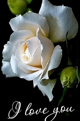 Whispers of Love 🌹