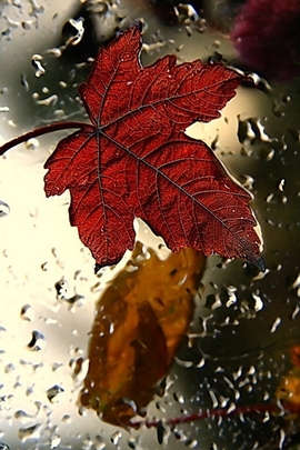 Leaf And Drops
