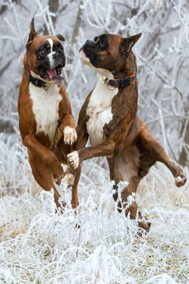 Salji dan anjing