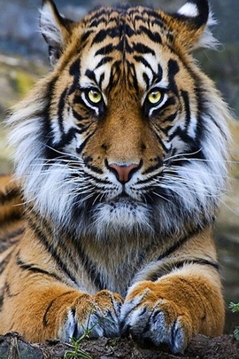 Дикий тигр