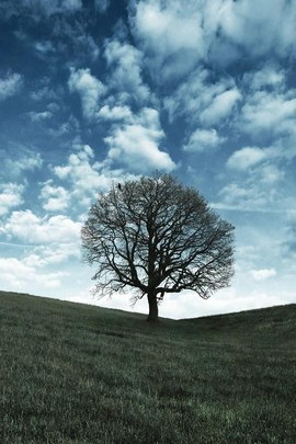 Top Hill Tree