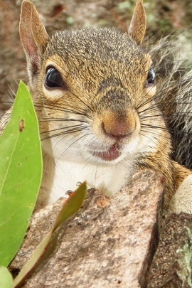 Eichhörnchen-Porträt.