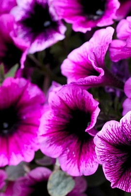 Beauty Purple Flowers