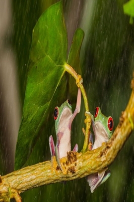 Wallpaper Naturehd (157)