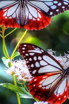 Đôi bướm