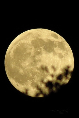 القمر خلف ذا ليفز.