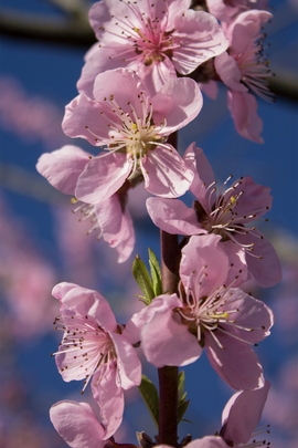 Blossom Peach