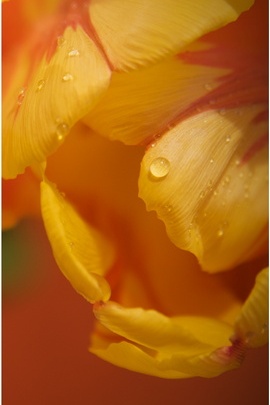 Tulpe Blütenblätter