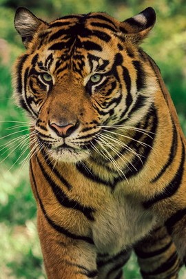 Savanna Tiger