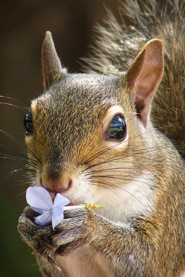 Ritratto di scoiattolo