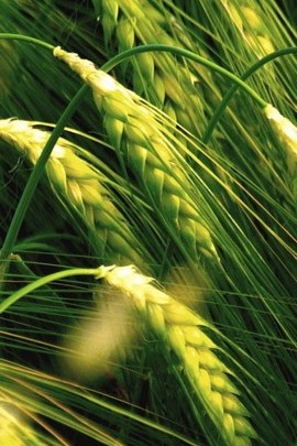 Quase colheita de trigo