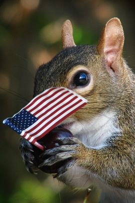 Squirrel Portrait.