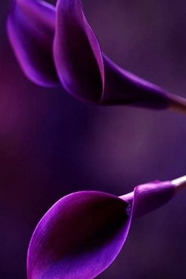 Whispers of Fuchsia: Nature's Elegant Touch 🌸✨