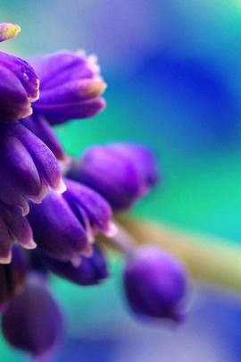 Крихітні фіолетові квіти