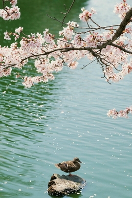 Nature Et Decouverte (187)