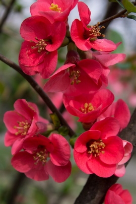 Red Bloss