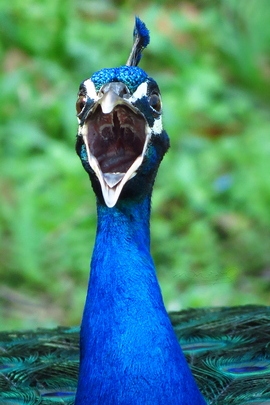 Peacock In Apopka, Fl.