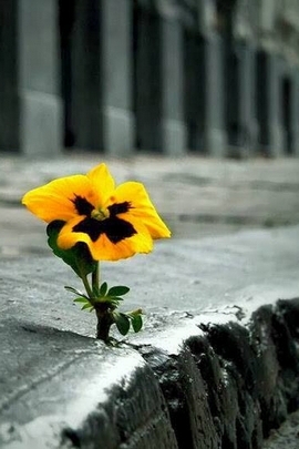 Resilience in Bloom 🌼