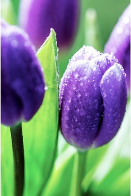 Фіолетові тюльпани