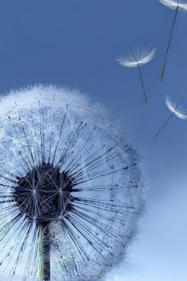 Whispers of the Cosmic Dandelion 🌌✨