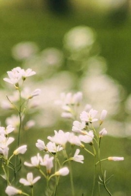 زهور بيضاء صغيرة