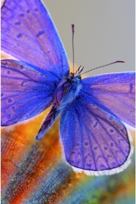 Butterfly Close Up
