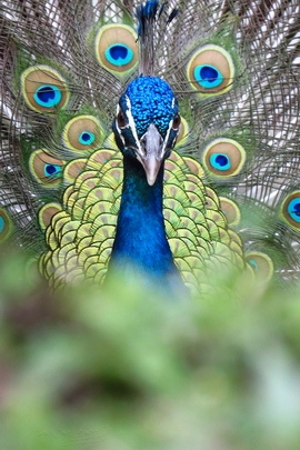 Peacock Trong Apopka, Fl.