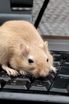 Mouse Rat Keyboard Climb Rodent 56682 720x1280