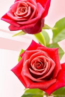 Zwei rote Rosen