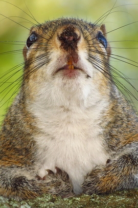 Grey Squirrel Portrait.