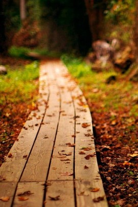 Camino de madera