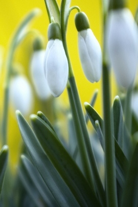 Snowdrops