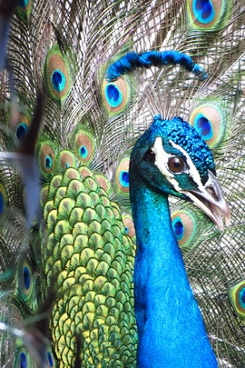 Peacock en Apopka, Fl.