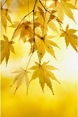 Yellow Maple Wallpaper - Download to your mobile from PHONEKY