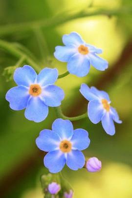 زهور زرقاء