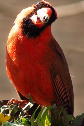 Northern Cardinal (Male).