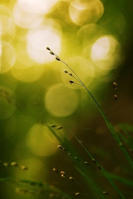 Green Leaf Copy